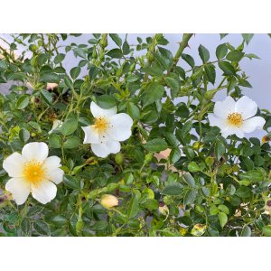 Ruža hybridná (Rosa x Hybrid) ´ROSE DU SOLEIL´® - výška 20-40 cm, ⌀ 30-50 cm, kont. C2L
